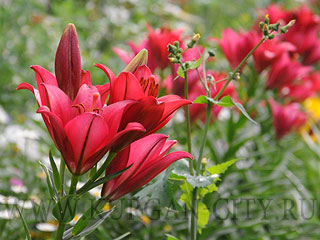 ������ �������: � ����������� ��������� �� ������ �������