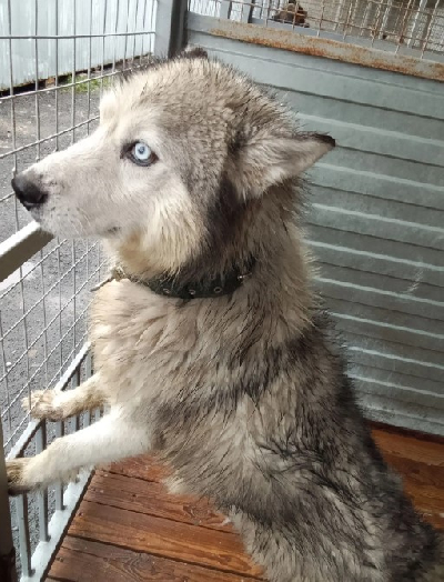 Кличка Хас Кличка Хас
