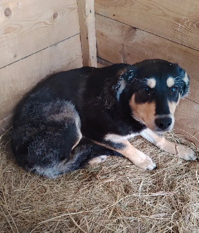 ������ �����