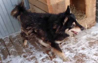 ������ ��������