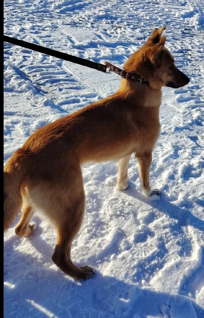 ������ ����