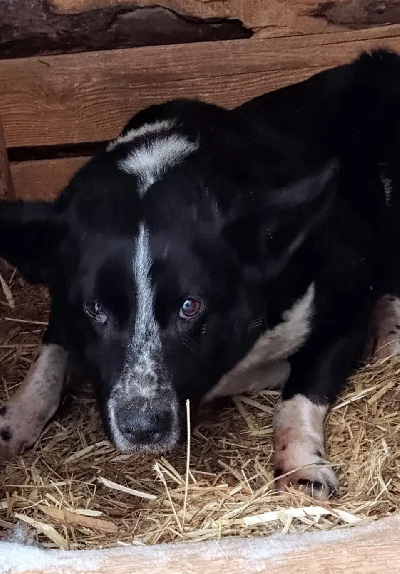 ������ �������