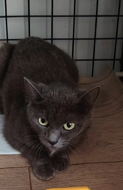 ������ ����