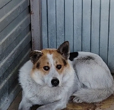 ������ �����