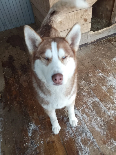 ������ ����