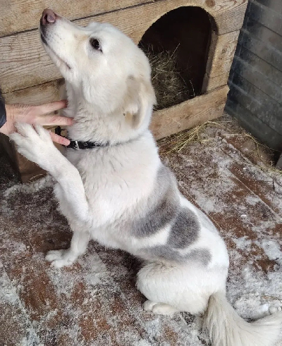 ������ ����