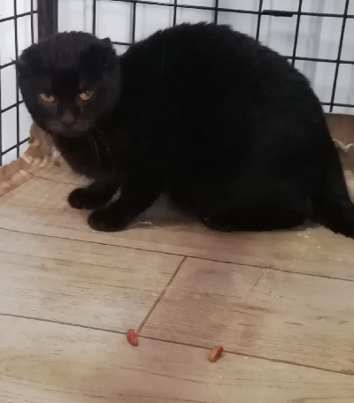 кличка Багира кличка Багира