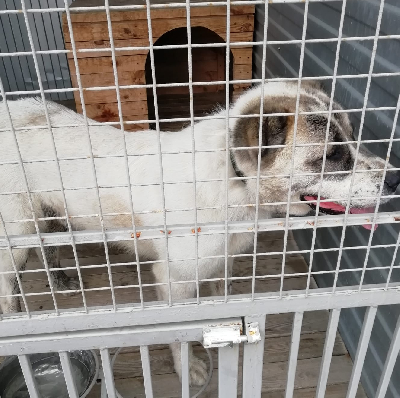 кличка Грэй кличка Грэй