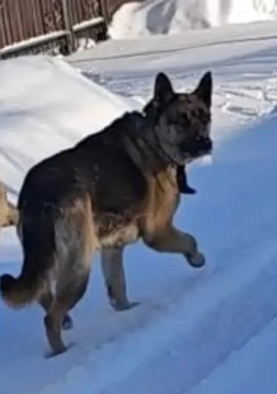 ������ ����