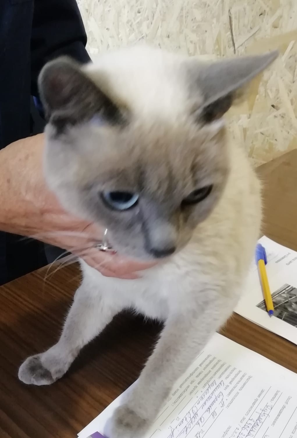 ������ ����