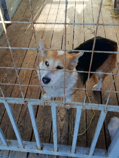 кличка Макар кличка Макар