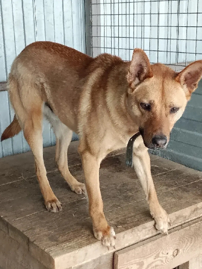 ������ ����