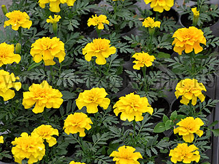 ��������� ������������ ��������