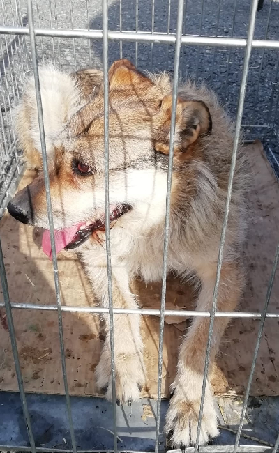 кличка Выдра кличка Выдра