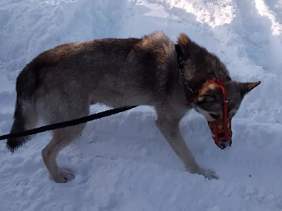 ������ �����