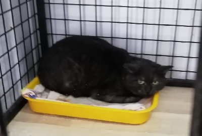 кличка Дымка кличка Дымка