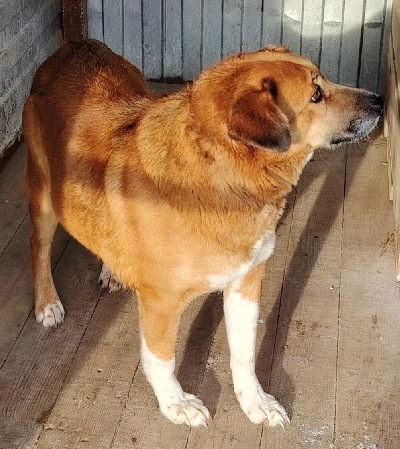 ������ �����