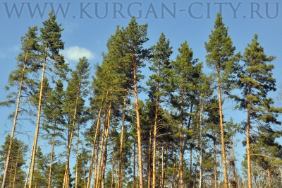 � ������� ������� ������������ �������� � �������� ��������� �����