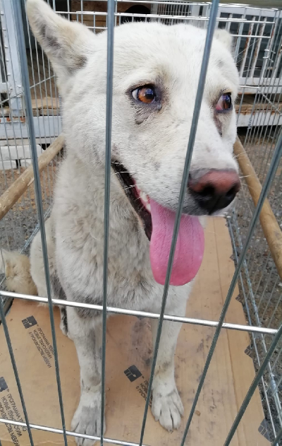 Кличка Беляш Кличка Беляш