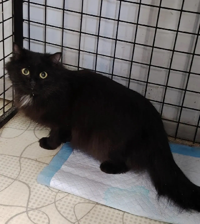 ������ ����