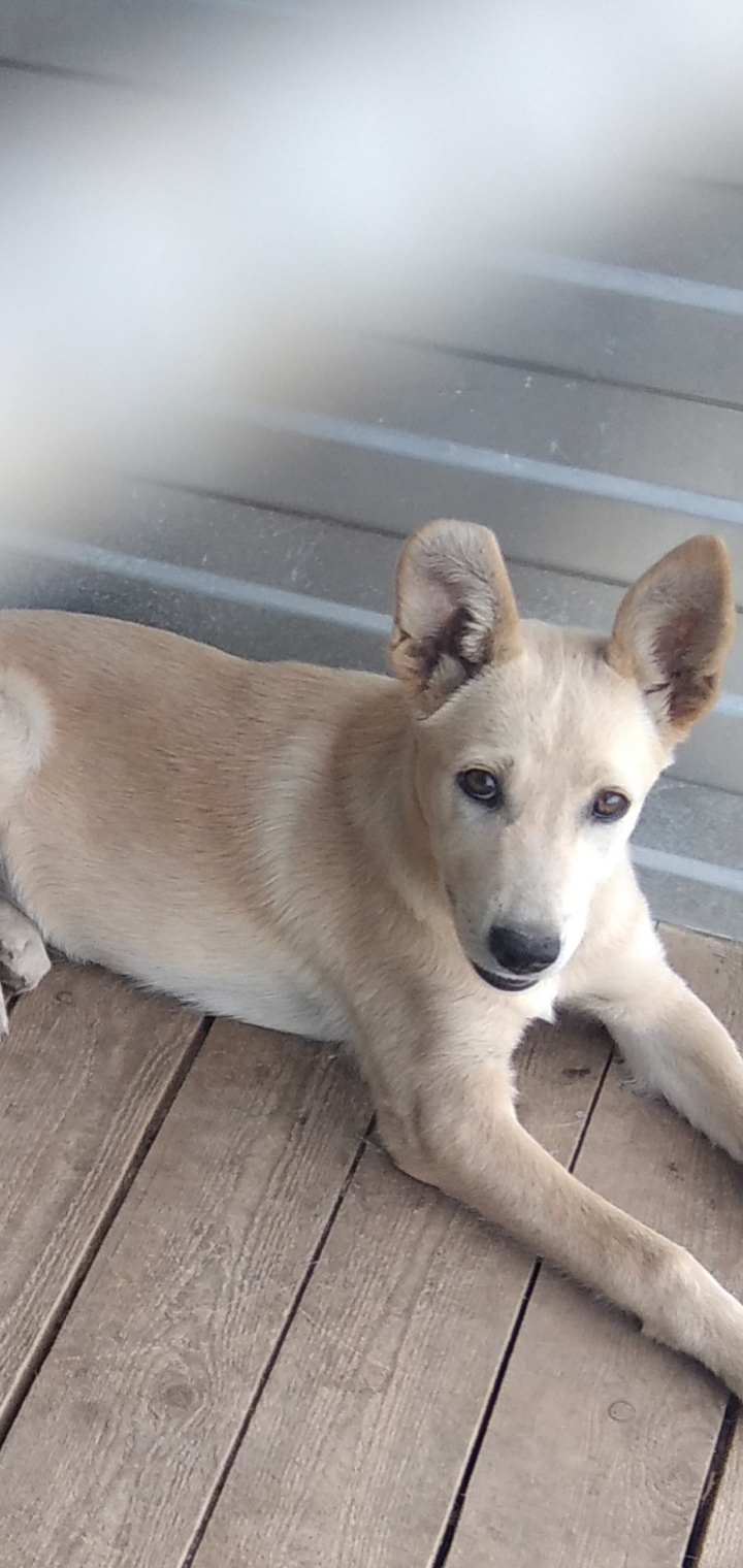 ������ �������