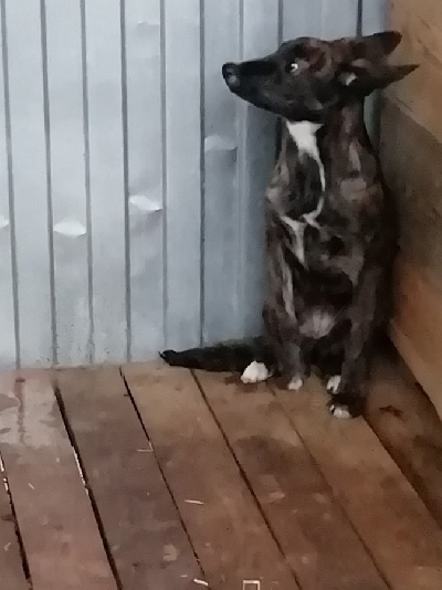 кличка Малышка кличка Малышка