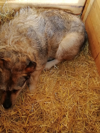 кличка Цыпа кличка Цыпа