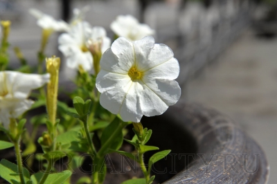 �� ������ ������� ������������� ������ � �������