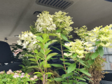 � ������� ��������������� ������������ ��������� �������� �� ����� ���������