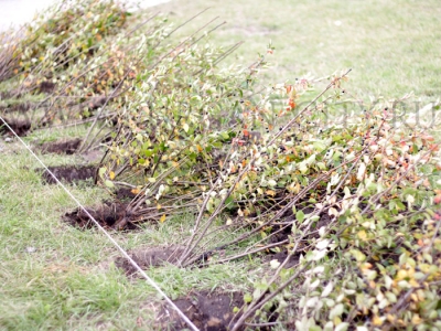 ����� ������� ������� ������� ����, ������ � ������