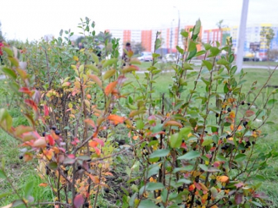 � ������� ���������� ������ ������ �������