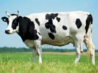 ������������ ���������