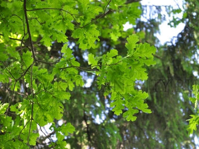 � ������� ������� ����� ���� ��������