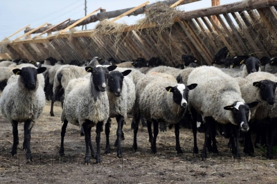 � ������ ������ ������ ������� ����� ���������� ������� ����