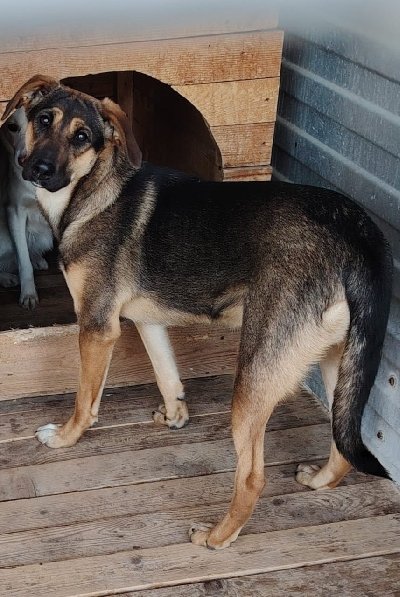 Кличка Феня Кличка Феня