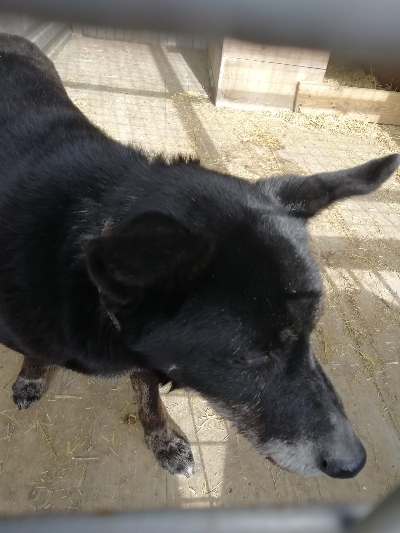 кличка Чёрный кличка Чёрный