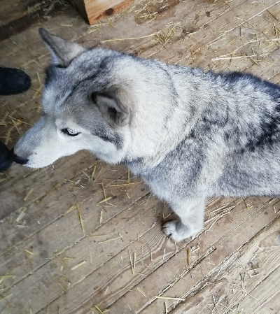 кличка Бейла кличка Бейла