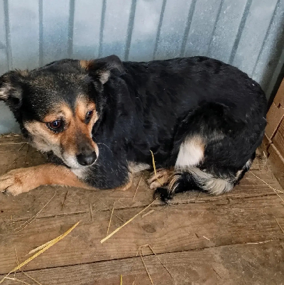 ������ ����