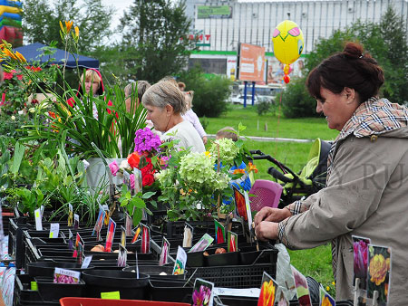 Фестиваль цветов Фестиваль цветов